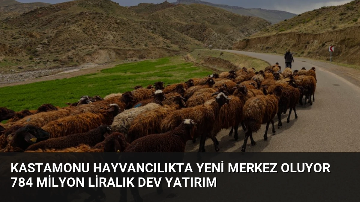 Kastamonu Hayvancılıkta Yeni Merkez Oluyor 784 Milyon Liralık Dev Yatırım