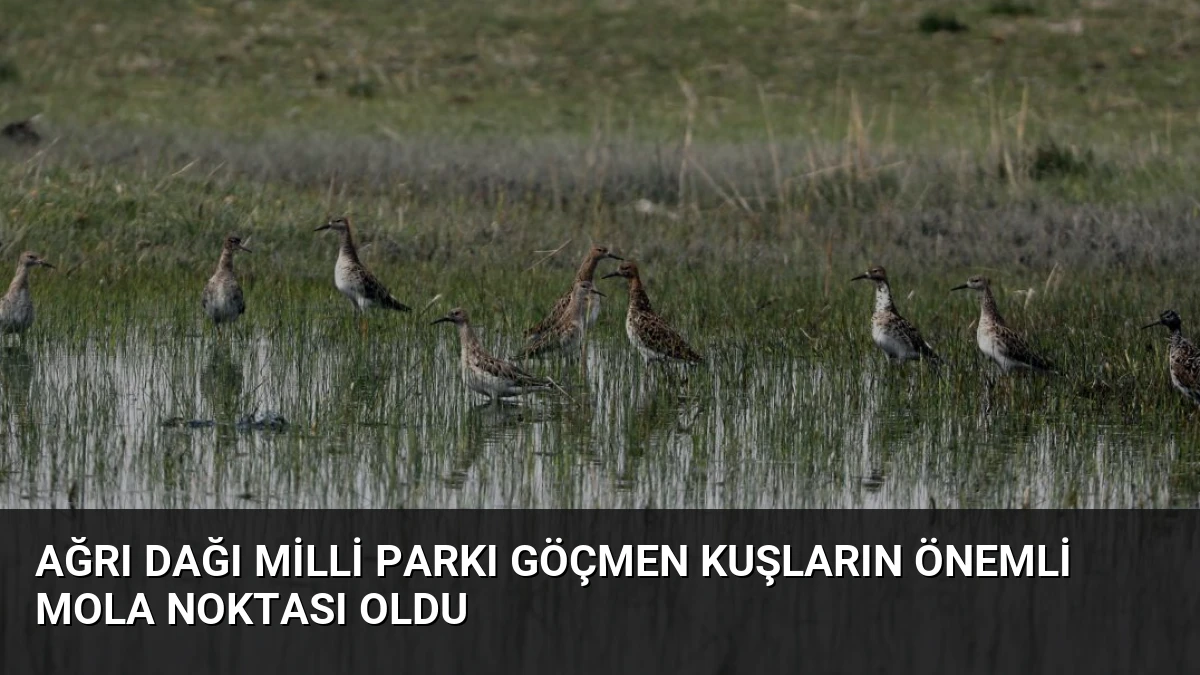 Ağrı Dağı Milli Parkı Göçmen Kuşların Önemli Mola Noktası Oldu