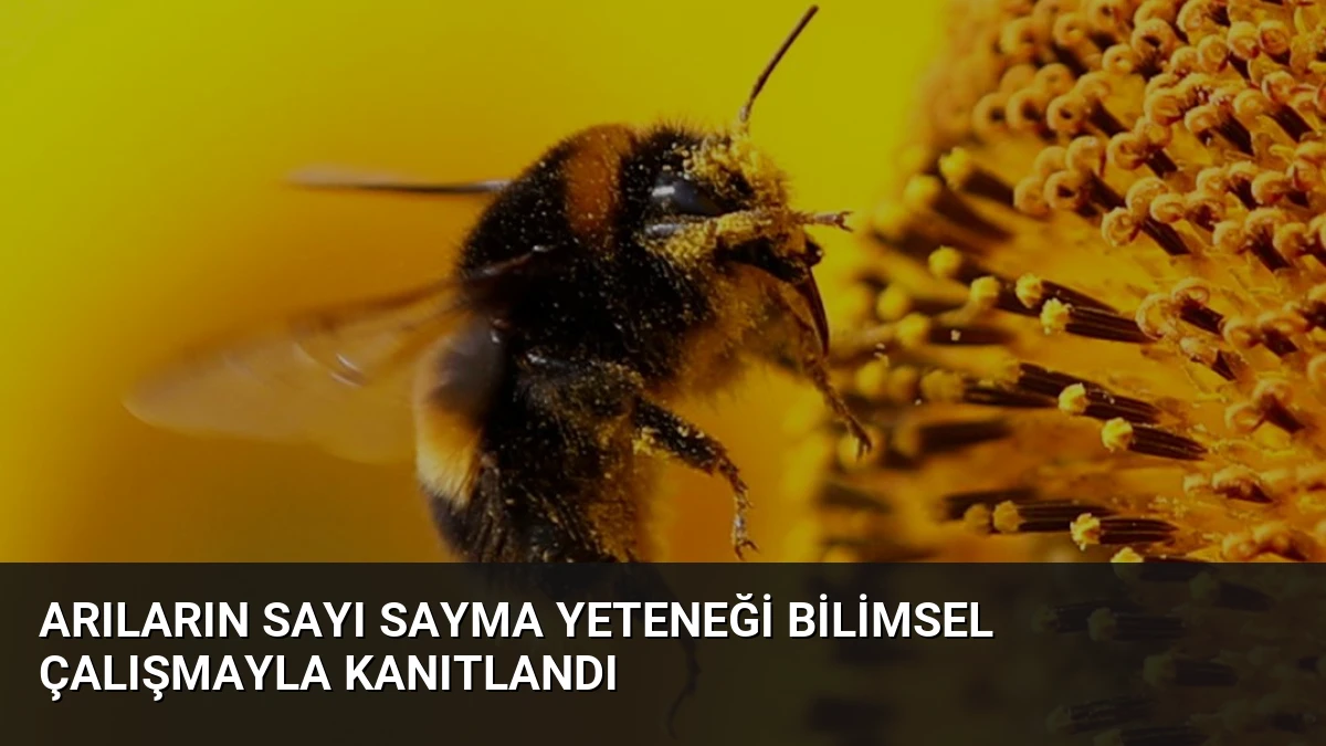 Arıların Sayı Sayma Yeteneği Bilimsel Çalışmayla Kanıtlandı