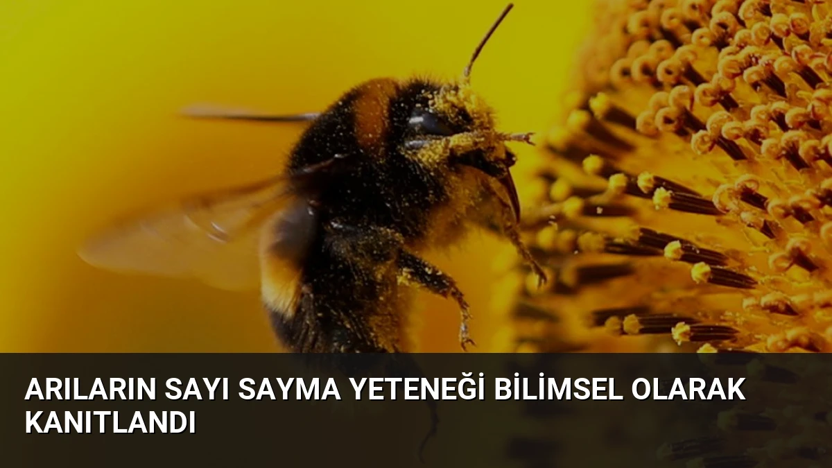 Arıların Sayı Sayma Yeteneği Bilimsel Olarak Kanıtlandı