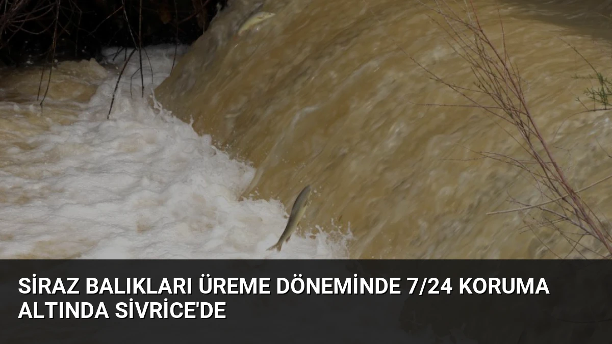 Siraz Balıkları Üreme Döneminde 7/24 Koruma Altında Sivrice’de