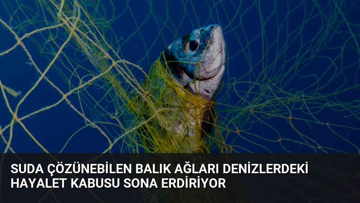 Suda Çözünebilen Balık Ağları Denizlerdeki Hayalet Kabusu Sona Erdiriyor