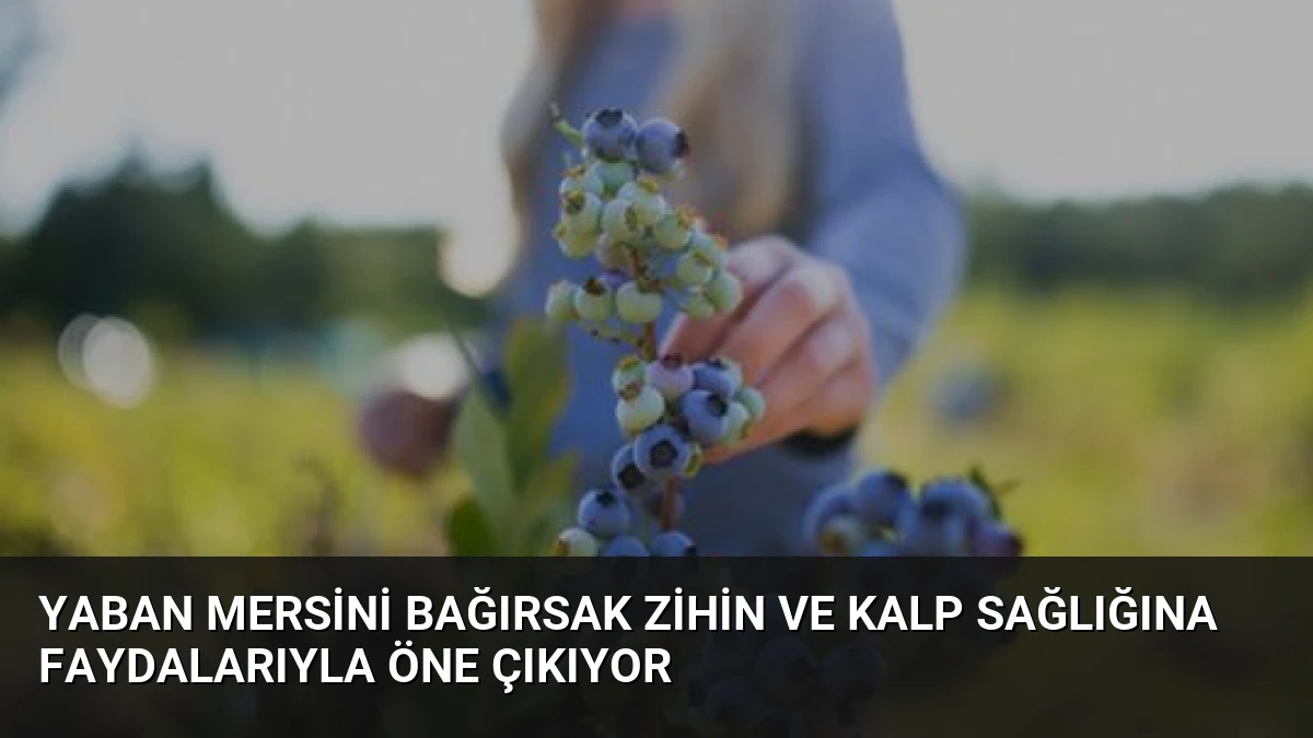 Yaban Mersini Bağırsak Zihin ve Kalp Sağlığına Faydalarıyla Öne Çıkıyor