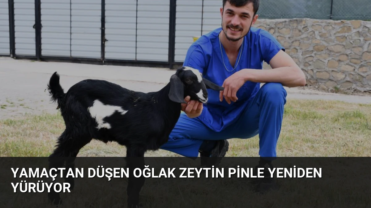 Yamaçtan Düşen Oğlak Zeytin Pinle Yeniden Yürüyor