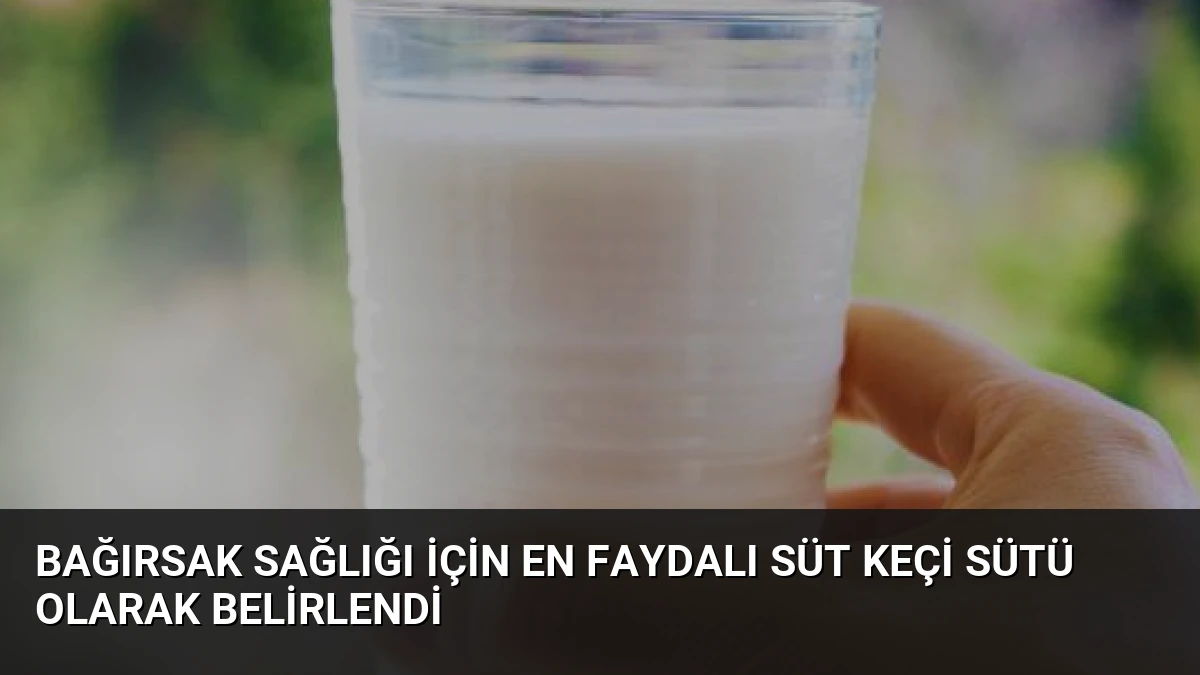 Bağırsak Sağlığı İçin En Faydalı Süt Keçi Sütü Olarak Belirlendi