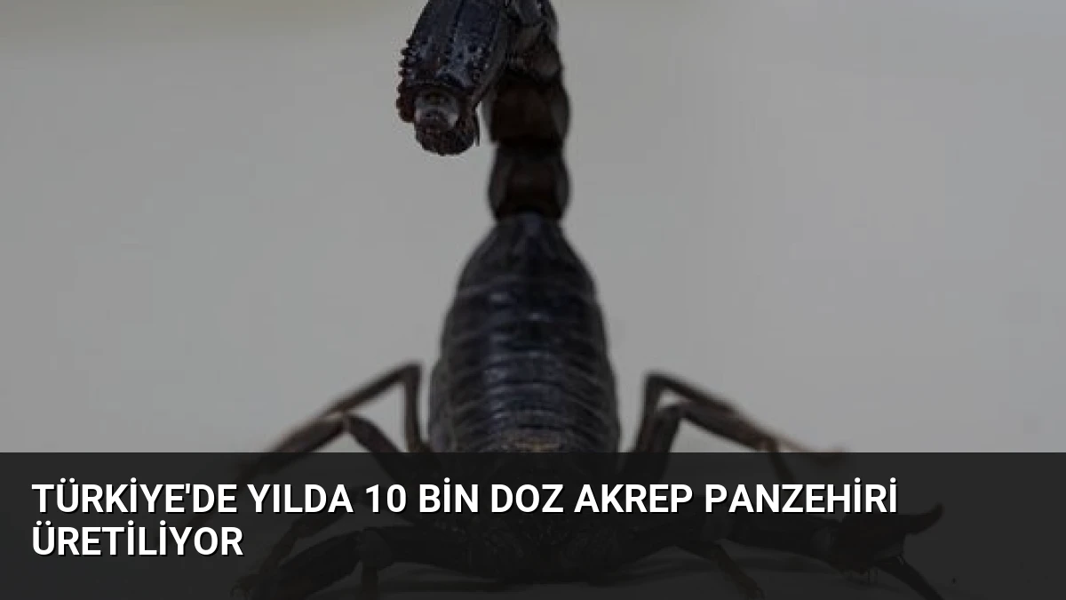 Türkiye’de Yılda 10 Bin Doz Akrep Panzehiri Üretiliyor