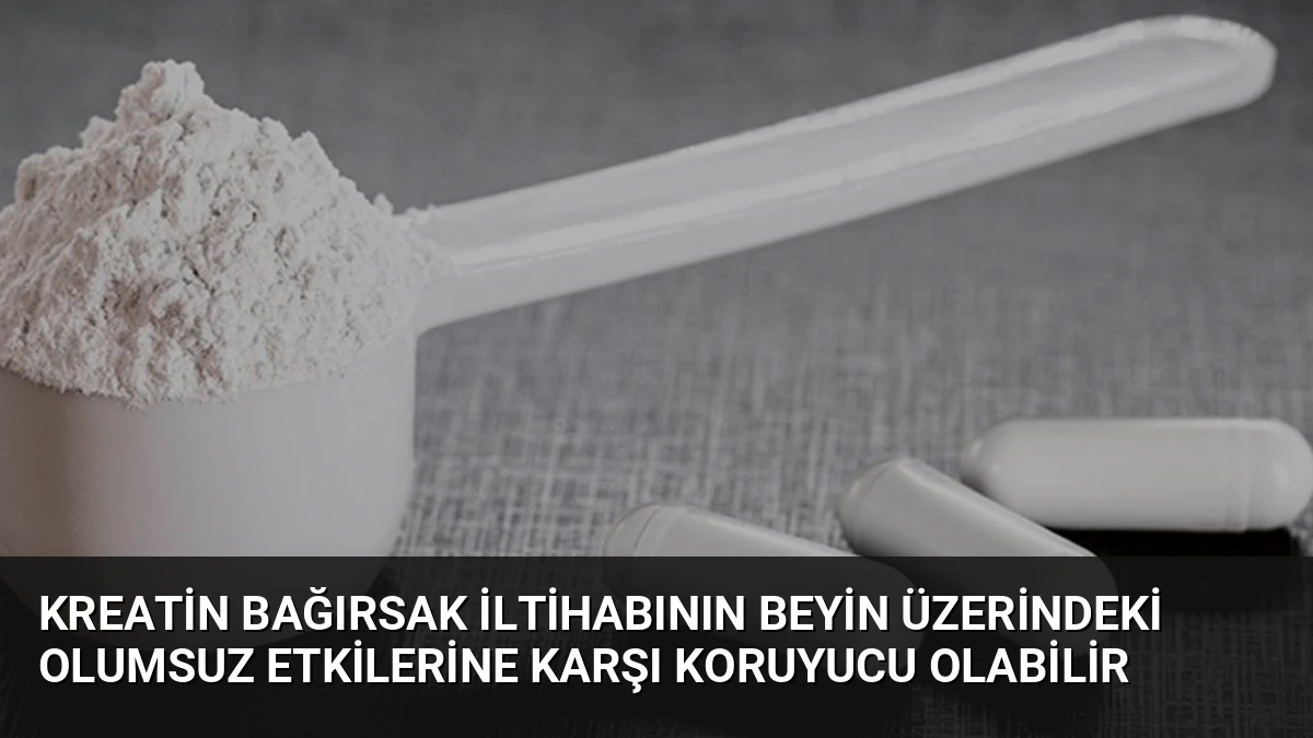 Kreatin Bağırsak İltihabının Beyin Üzerindeki Olumsuz Etkilerine Karşı Koruyucu Olabilir