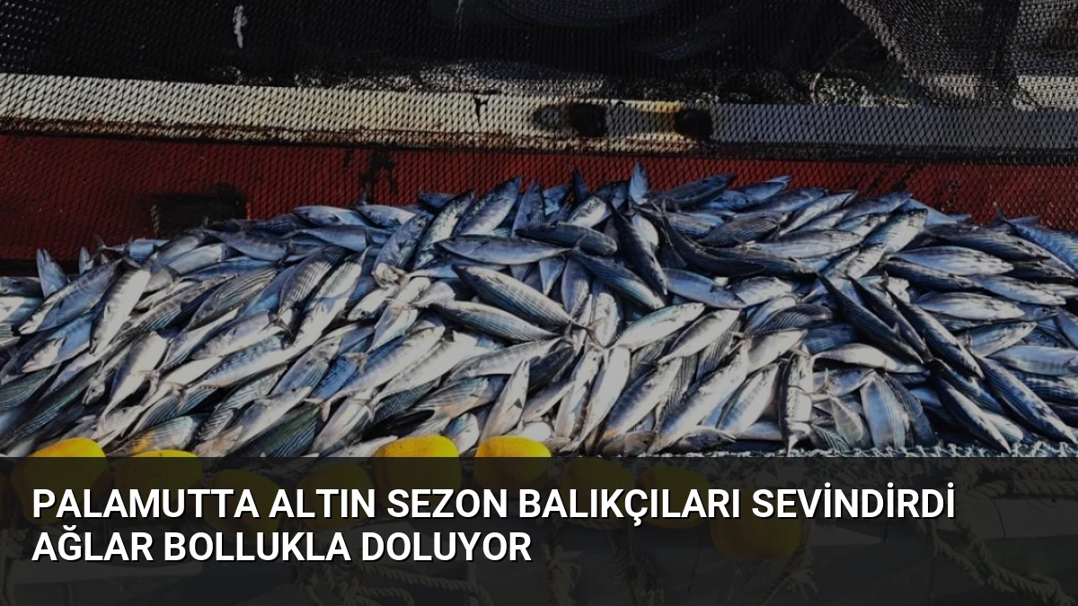 Palamutta Altın Sezon Balıkçıları Sevindirdi Ağlar Bollukla Doluyor